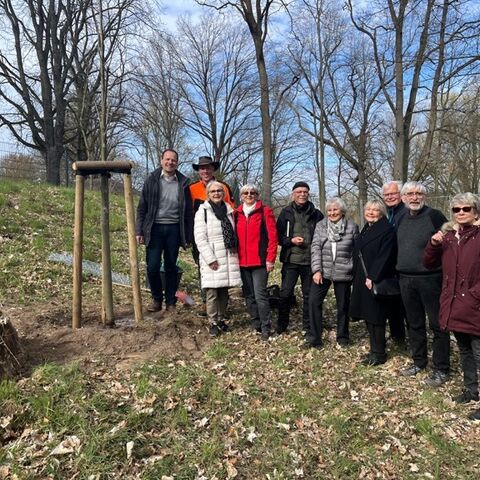 Br&uuml;hlsche Sommerlinde im Rosengarten, Foto: Sven Zuber