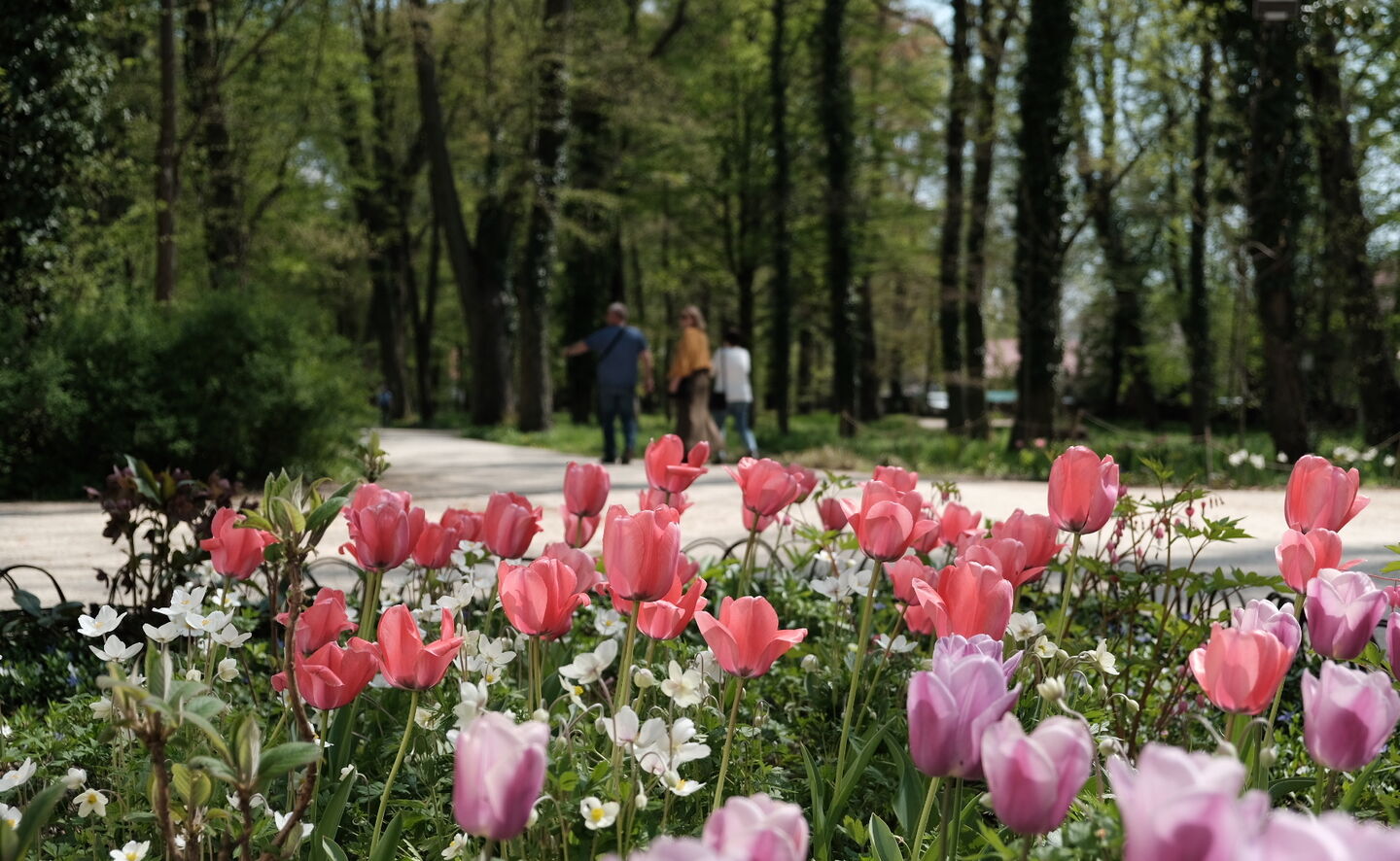 Frühling im Herzoglichen Park Zatonie, © Michał Adamczewski 